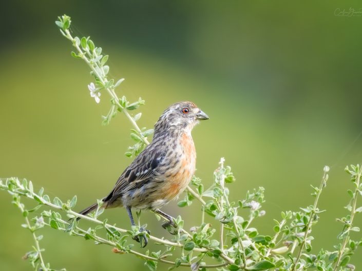 Bird of Chile