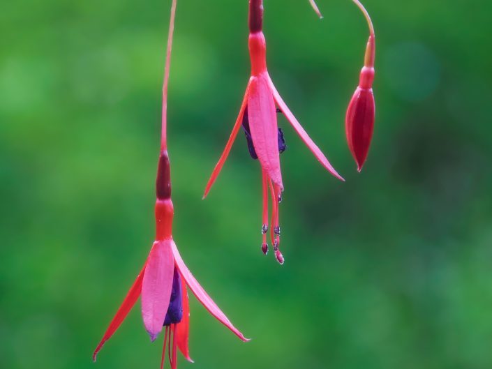 Flowers Of Chile